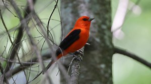 Good morning #Birds & #Nature! Scarlet Tanager (Piranga olivacea) | BIRDS & Nature
