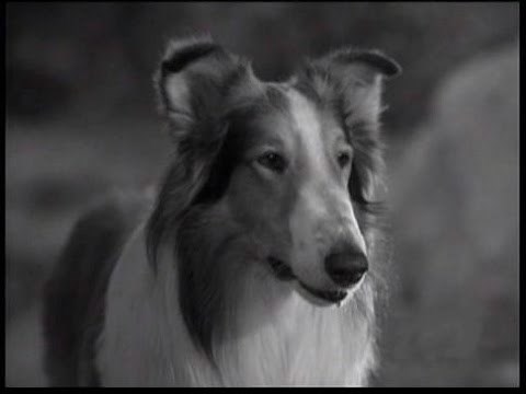 Lassie - Episode #384 - "Lassie's Teamwork" - Season 11, Ep. 32 - 05/09/1965