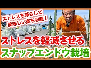 家庭菜園や農園のスナップエンドウ栽培でストレスを軽減！大きくて美味しいスナップエンドウを育てるコツを徹底解説！【農園ライフ】