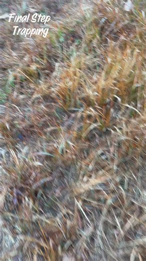 Buried bone set connects again! #trapping #coyote #wildlife #wildanimals #blessedandthankful Trap One | Final Step Trapping