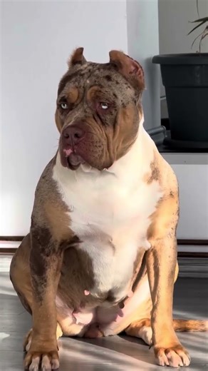 Muscular Merle American Bully🐶💙💛 | Heterochromia Bully Dog 😍🔥#americanbully #bullylover #viralshort