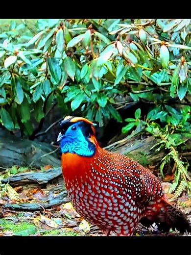 Discover the Fascinating Birds of Paradise