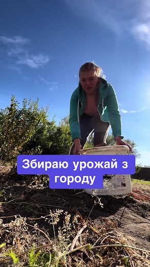 Harvesting Beetroots: A Step-by-Step Guide