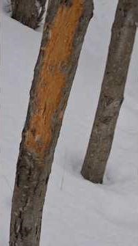 Effective Strategy for Buck Shed Hunting? 🦌 #deer #buck #shedhunting