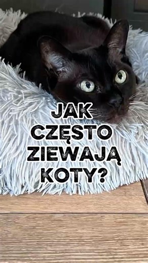 Ile razy dziennie ziewa kot?Jedne kilka razy…Inne co chwilę 😄A Zeus?