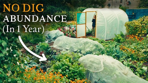 Amazing no dig vegetable garden packed with veg, herbs, fruit & flowers
