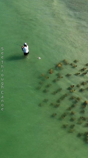 15M views · 112K reactions | Guy fishing at the beach in Florida doesn’t see the rays swimming up behind him. #ocean #beach #tbt #fishing #viralreels #explore #wildlife #naturephotography #dji #dronephotography #florida #stingrays #explore #outdoors #clearwater #surffishing | See Through Canoe | Facebook