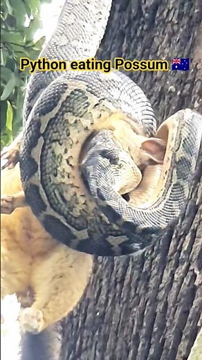 Pythons Attacks A Possum #attack #hunting #snake