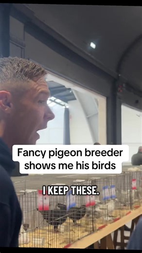 Exploring Fancy Pigeon Breeding at Blackpool Show