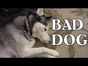 Bad Dog! Guilty Dog! Shiloh does it again! Siberian Husky