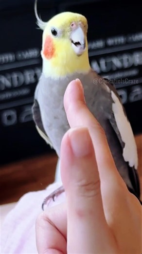 Jojo's mood swings in 10 seconds flat. Classic cockatiel! 💖⚡ #cockatielscraze