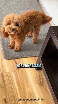 As 10 manias que TODO POODLE tem! 😂