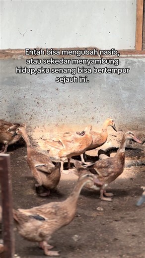 Mengubah Nasib melalui Ternak Bebek Bertelur