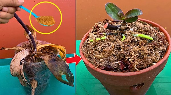 Grow Stunning Flowers Fast With These Simple Hacks