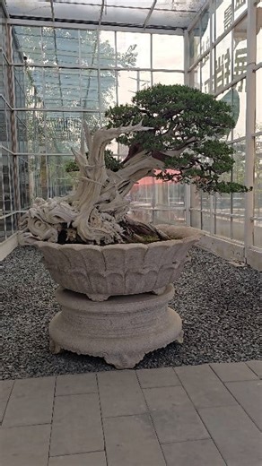 Juniper Bonsai ChIna | Bonsai in The World