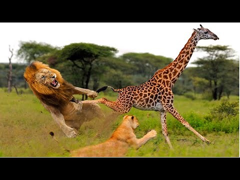 जिराफ़ Giraffe Documentary in Hindi | Wildlife Janwar Hindi | Discovery Channel Janwar | Sahi Janwar