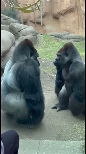 Two Gorillas Fight Over the Spot by the Glass