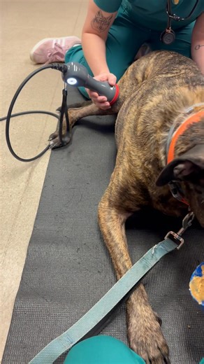 JD wants everyone to know how much he loves his laser therapy! He laid down on the mat all by himself, practically handing Sam his leg, and waited patiently for his peanut butter reward! His laser sessions are helping to reduce pain and inflammation in his achey stifle. 🐾🧡 | Epping Road Veterinary Hospital