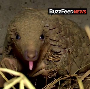 The pangolin is the world’s most heavily tracked mammal and this adorable critter just received top protection from poachers. | BuzzFeed News