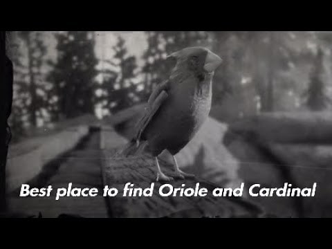 Best Location/Guide to find Oriole and Cardinals in Red Dead Redemption 2