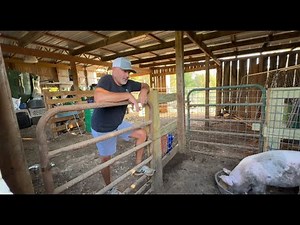 All About the Pigs! 🐷 Daily Chores on the Homestead | Midwest Homesteading
