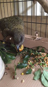 17K views · 199 reactions | This is "Kauri" our Kea who is having treatment for lead poisoning. He is responding really well. We try and keep just ahead of him.This morning we hid his food inside a cardboard tube...it didn't take long for him to find his favourite-a piece of orange. | South Island Wildlife Hospital | Facebook