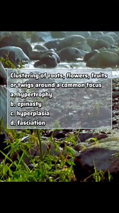 3.7K views · 58 reactions | Clustering of roots, flowers, fruits or twigs around a common focus a. hypertrophy b. epinasty c. hyperplasia d. fasciation Professional Farmers PH #waragritechtv #agricultureboardexamreview #qanda #cropprotection #licensureexaminationforagriculture #LEA | War-Agritech-Tv | Facebook