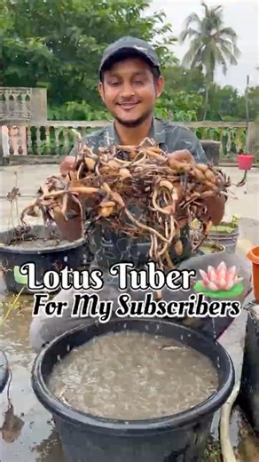 Collecting Lotus Tuber From My Lotus Pot Lotus Tuber For My Subscribers #Lotustuber #lotusplant