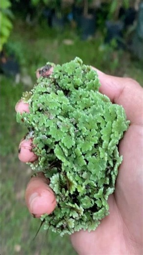 Tips and tricks to get our chickens to eat Azolla #kokkalai #aquascape #2025 #villagechickenfarmi...