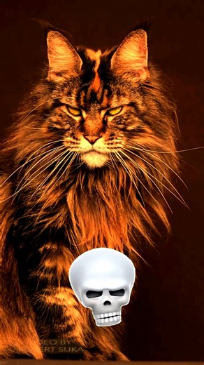 👁️ Power Of Cat Eyes 💀 | Hypnotic Predator Mode 😼🔥