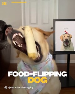 864K views · 41K reactions | He is so talented 藍 | JOE.co.uk | Facebook