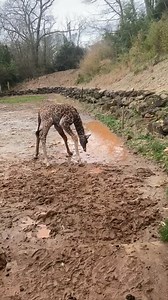 Providence puddles = cuteness overload 😍 🎥 Zookeeper Emily | Greenville Zoo