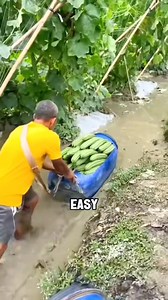 57 reactions | Process of harvesting loofah plants | Lee Yumi | Facebook