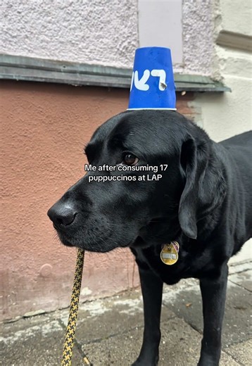 Best nap ever pending… who wants another LAP Dogs event soon? 👀🐶 #lapcoffee #munich #dogsofmunich #munichevent