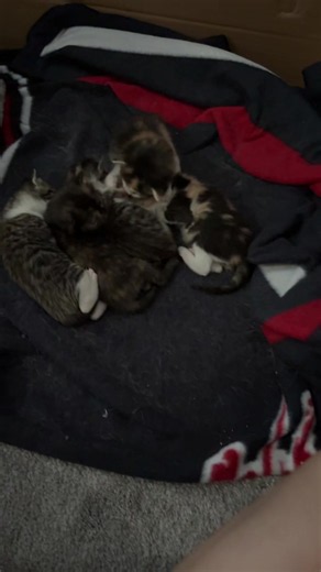 Katzenbaby Update: Die süßen Lumpis spielen und kuscheln