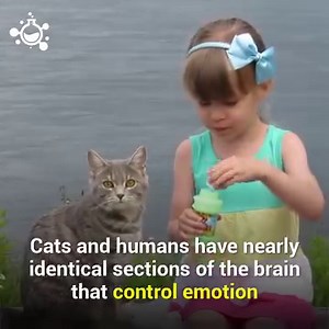 How Smart Are Cats? | Hashem Al-Ghaili