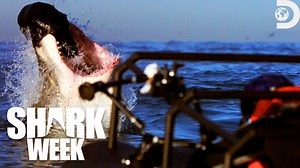 Take a bite out of the top 5 most thrilling and awe-inspiring shark bites! Witness breathtaking encounters with majestic great whites, pulse-pounding dives into the depths, and jaw-dropping moments that define the very best of Shark Week’s 50 best bites from 2018! #SharkWeek #50BestBites #Discovery #Sharks | Discovery