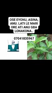 OSE EYONU, ASINA, ANU. Lori iseyi kosi aye asodun mofi ifa bura si eniyan toba gbiyanju iseyi wo ni yio le royin.. tio bani igba ninu ewe ati egbo ti olohun daa.. sare lodan iseyi wo. ISENA RE:- Ewe ewuro ojoo, agun mo ose abuwe afi iyo die si ose yi, ti iyo bapoju ni ose yi ose yi moro ni.. Ako sinu ike funfun olomori amafi we ni arolaro pelu adura nkan tia bafe.. Tio bafe kosise fun oo daadaa koko share si opolopo group, kio si fi comment re se adura fun mi kio to dawo le... ENITI ISENA BAWU L