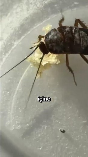 I FEED THE COCKROACH😲