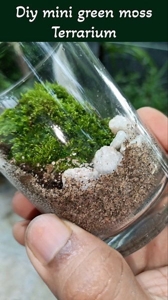 diy mini green moss terrarium #shorts