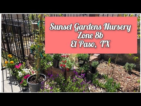 Plant shopping in El Paso, TX Zone 8b!