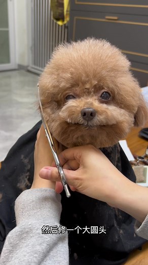 Adorable Poodle Dog Haircut by Abbie
