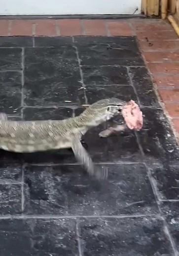 Davey ate that eel so quick😅 He didn’t want any other gators coming around and stealing his meal👀 He almost got some finger food when he was going for that chicken👀