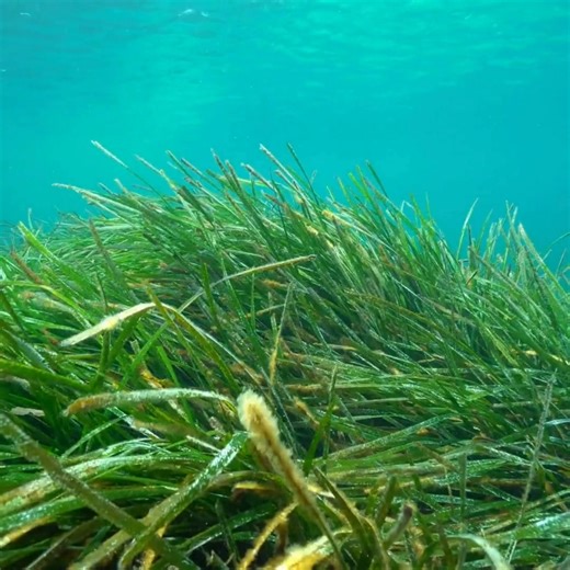 4.1K views · 102 reactions | Seagrass conservation project update ...