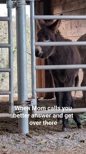 11K views · 594 reactions | Even baby donkeys have to listen to their moms 殺. #cutenessoverload #babydonkey | Oscar’s Place Adoption Center & Sanctuary | Facebook
