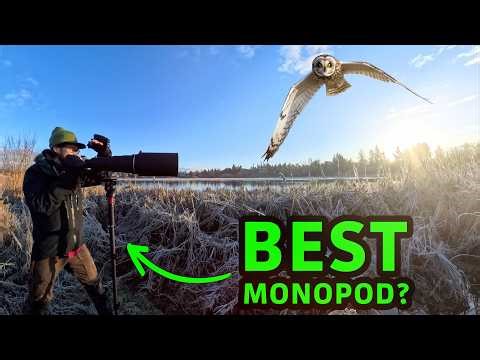 Best Monopod for Wildlife Photography? Ifootage Compared