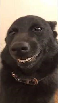 This Puppy Has The Sweetest Smile 😂