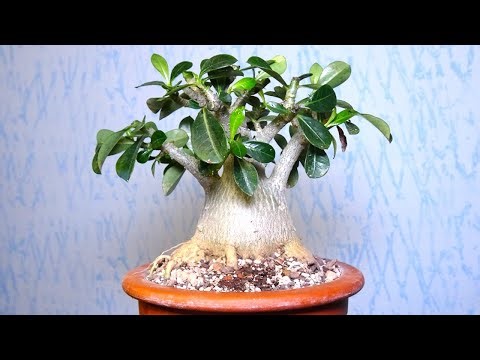 Adenium obesum bonsai pruning and spring care / desert rose