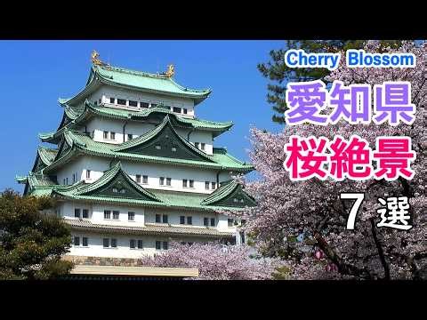Top 7 Best Cherry Blossom Viewing Spots in Aichi Prefecture, Japan