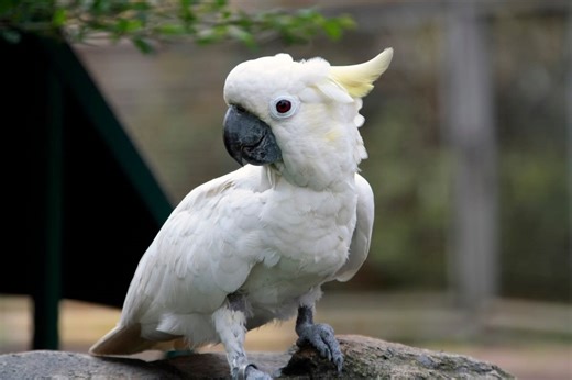 Cockatoo Who Barks Just Like a Dog Has the Internet Cracking Up
